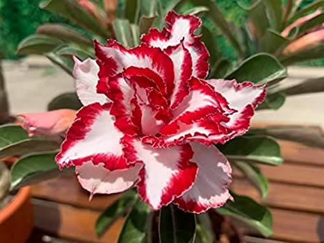 Red – White Candy Adenium | Premium Grafted Desert Rose Plant