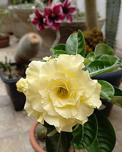 Soft Lemon Yellow Adenium | Premium Grafted Desert Rose Plant