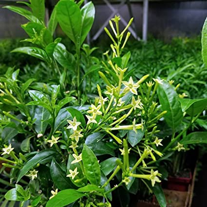 Hasnuhana Plant | Night Jasmine | Strong Fragrance Flower Plant — photo 2