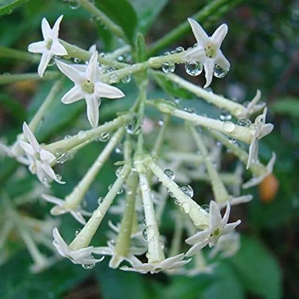Hasnuhana Plant | Night Jasmine | Strong Fragrance Flower Plant — photo 3
