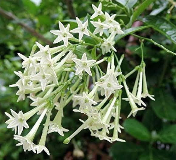 Hasnuhana Plant | Night Jasmine | Strong Fragrance Flower Plant — photo 4