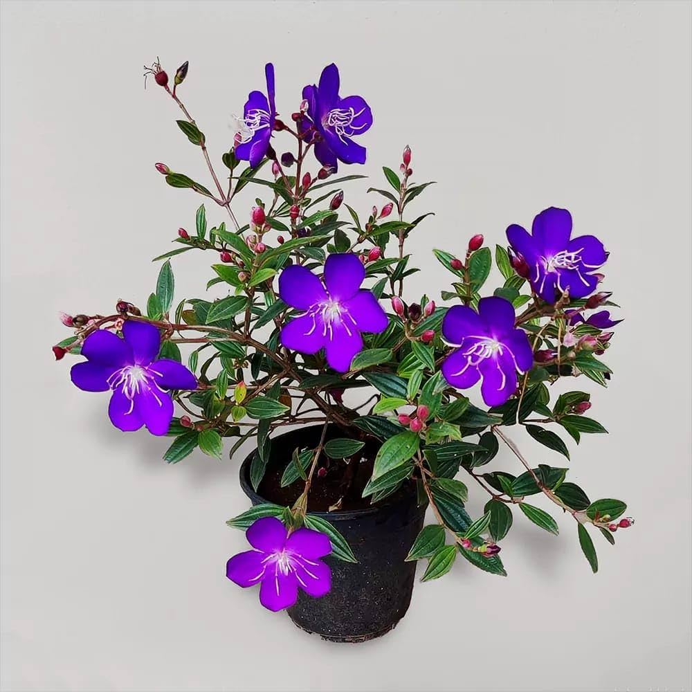 Begum Bahar Plant | Lagerstroemia Speciosa | Pink – Lavender Flowering Tree — photo 2