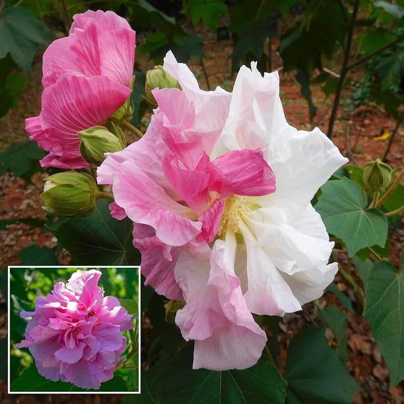 Sthal Padma Plant | Soft Pink Cotton Rose | Double Petal Hibiscus Mutabilis