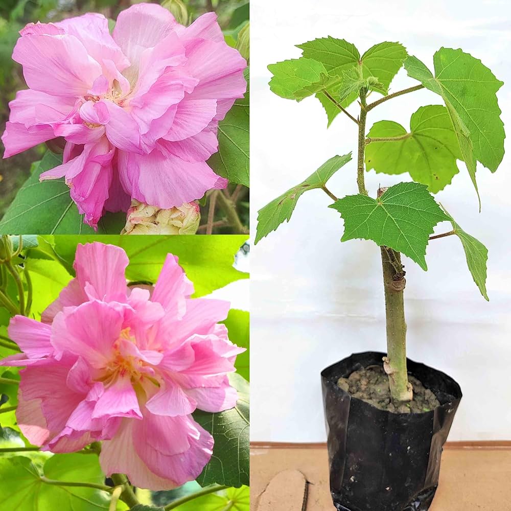 Sthal Padma Plant | Soft Pink Cotton Rose | Double Petal Hibiscus Mutabilis — photo 2