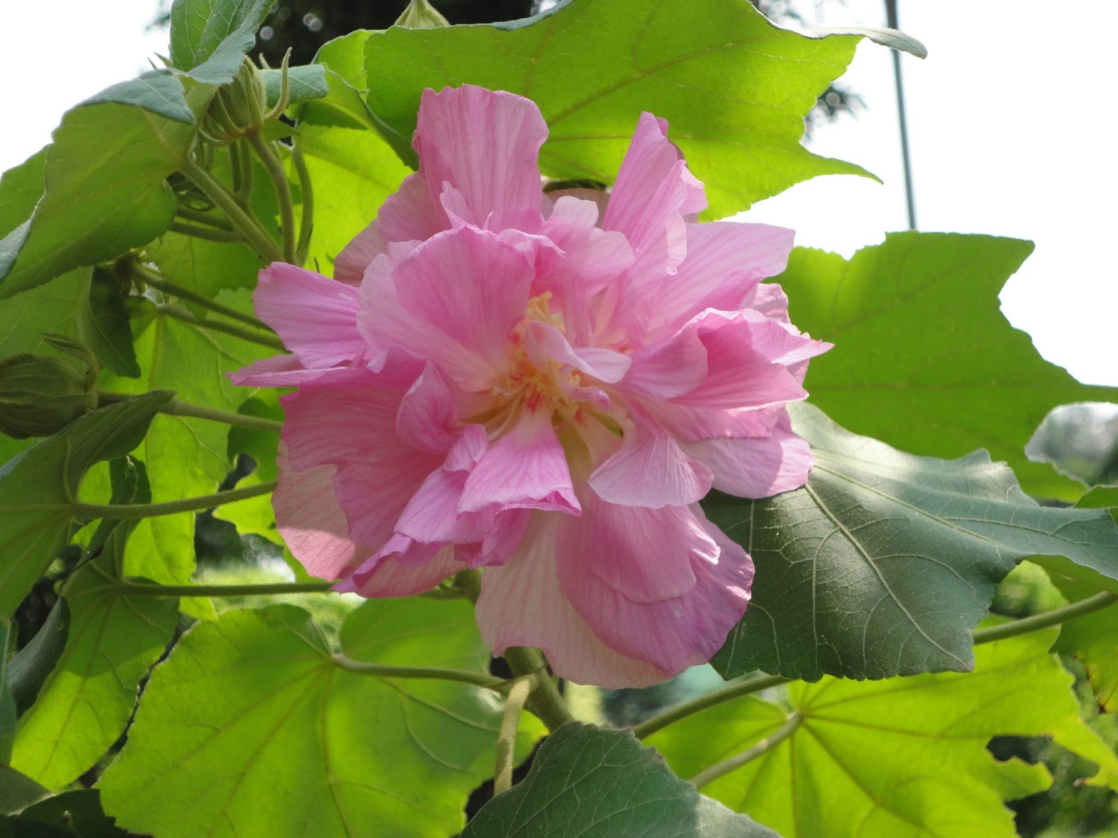 Sthal Padma Plant | Soft Pink Cotton Rose | Double Petal Hibiscus Mutabilis — photo 3