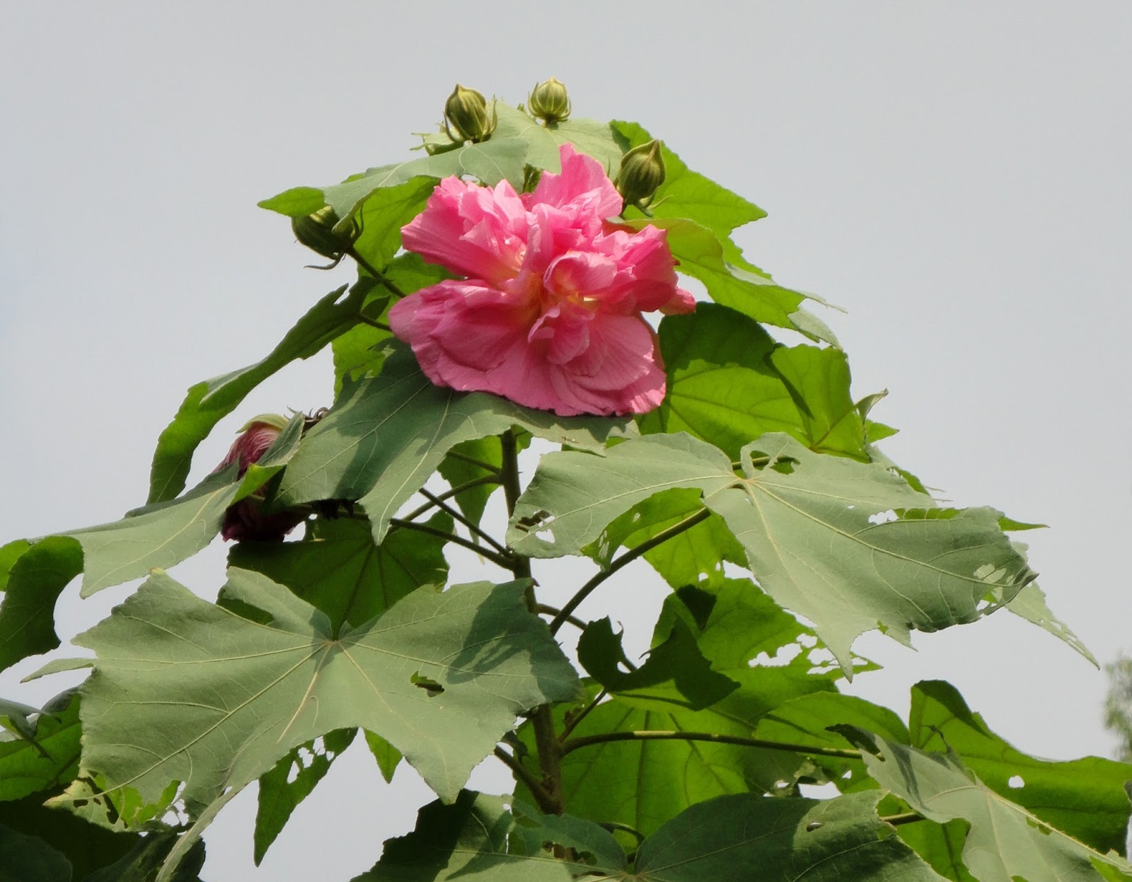 Sthal Padma Plant | Soft Pink Cotton Rose | Double Petal Hibiscus Mutabilis — photo 4