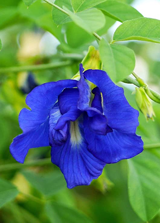 Double Petal Nilkantha Plant | Royal Blue Aparajita | Clitoria Ternatea