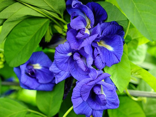 Double Petal Nilkantha Plant | Royal Blue Aparajita | Clitoria Ternatea — photo 2