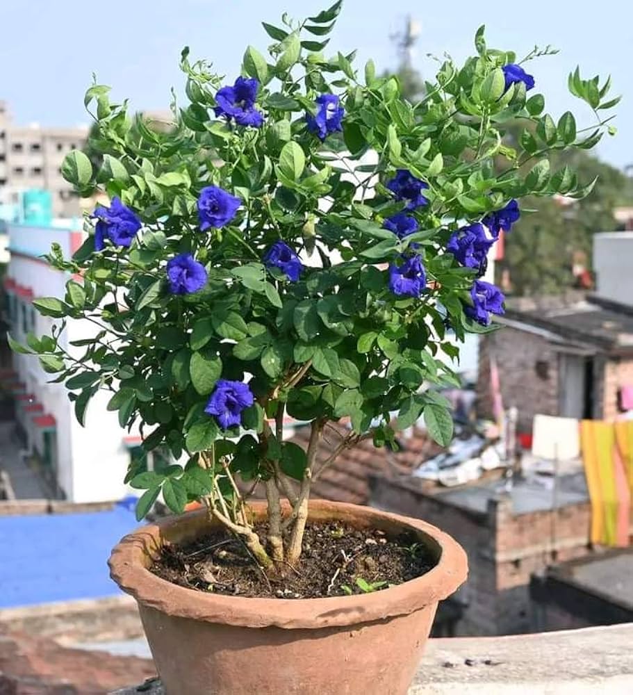 Double Petal Nilkantha Plant | Royal Blue Aparajita | Clitoria Ternatea — photo 3