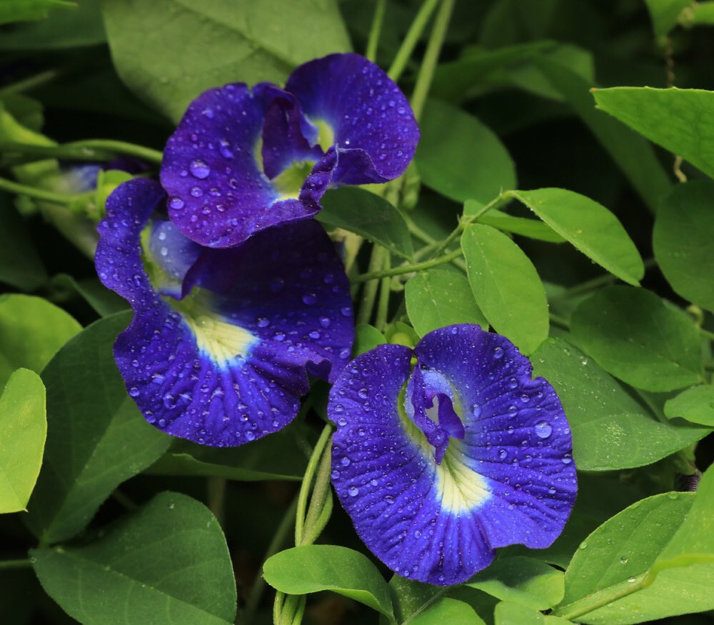 Nilkantha Flower Plant | Single Blue Aparajita | Clitoria Ternatea