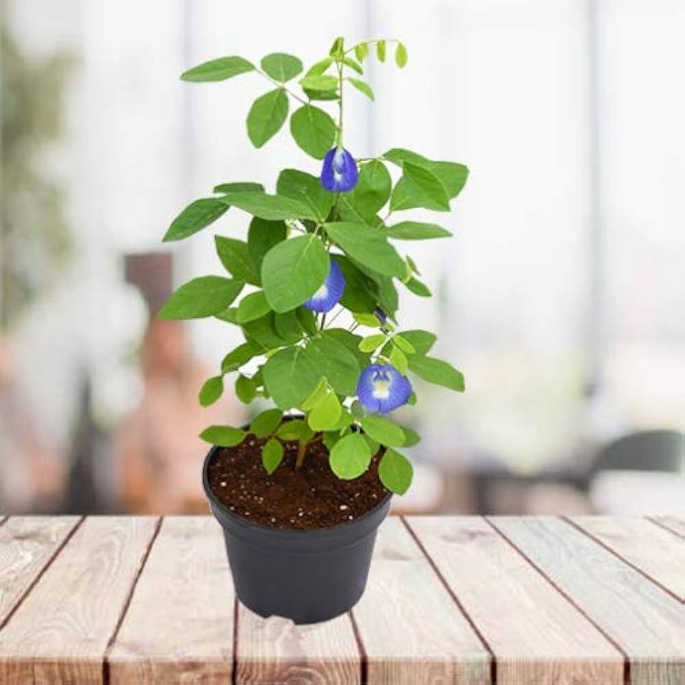 Nilkantha Flower Plant | Single Blue Aparajita | Clitoria Ternatea — photo 2