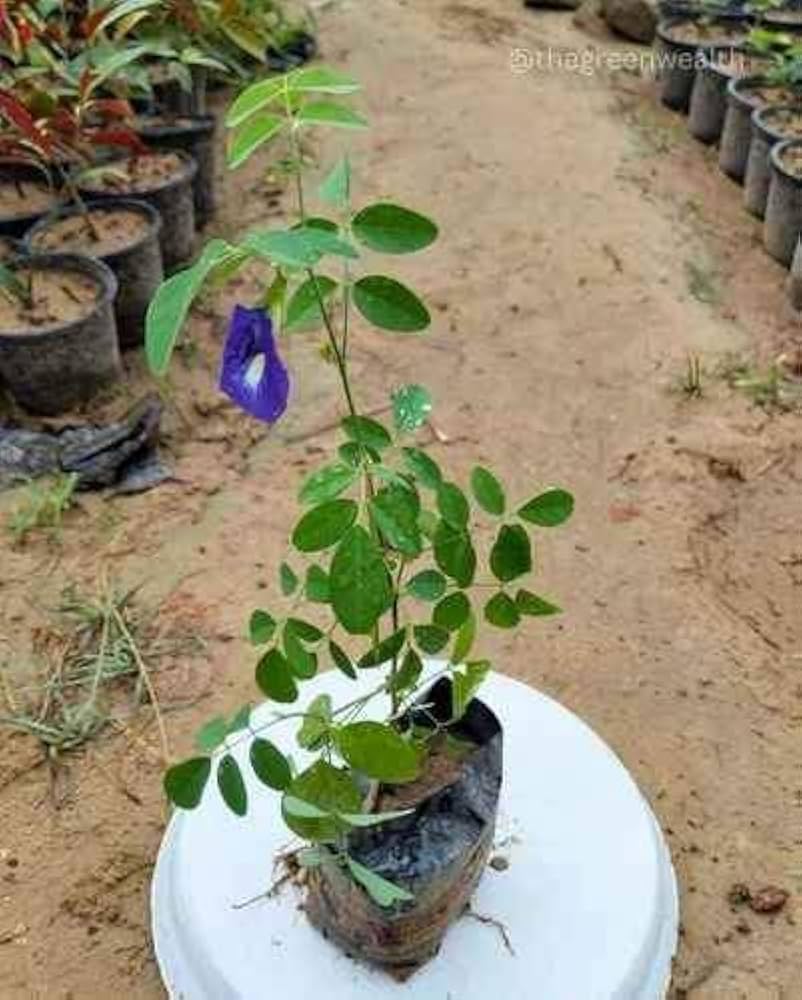 Nilkantha Flower Plant | Single Blue Aparajita | Clitoria Ternatea — photo 3