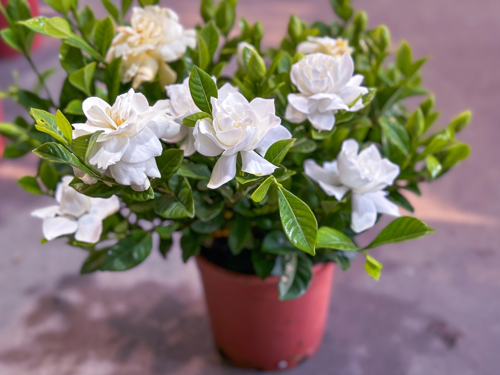 Scented Tagar Plant | Double Petal Gardenia | Pure White Fragrant Flower