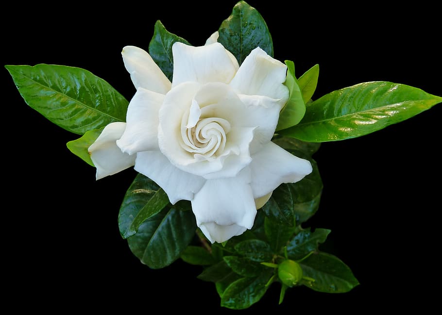 Scented Tagar Plant | Double Petal Gardenia | Pure White Fragrant Flower — photo 2