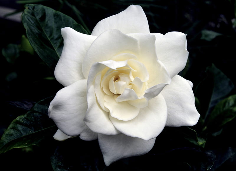 Scented Tagar Plant | Double Petal Gardenia | Pure White Fragrant Flower — photo 3