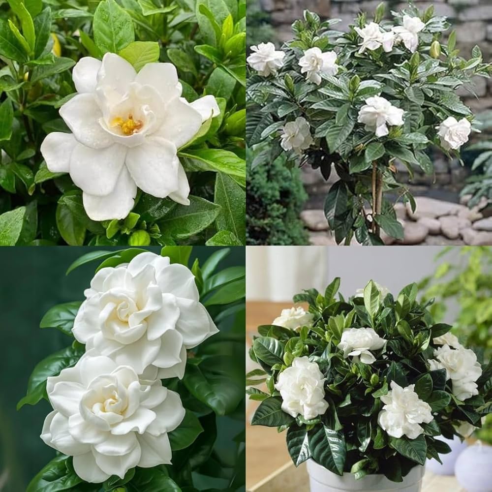 Raaj Tagar Plant | Double Petal Gardenia | Premium White Fragrant Flower