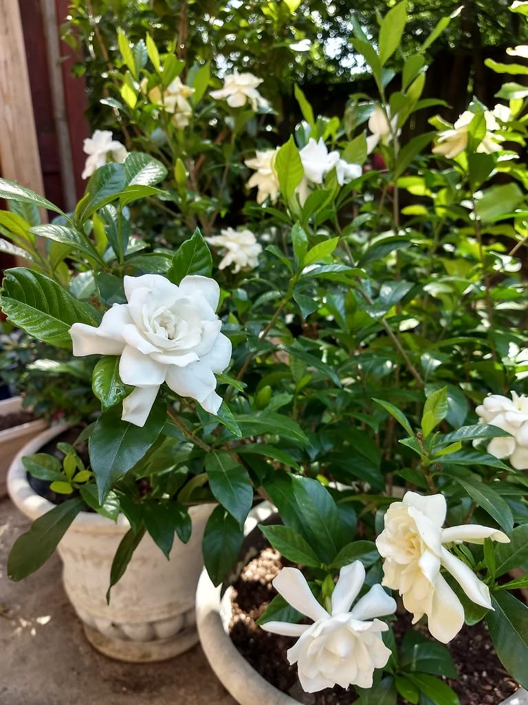 Raaj Tagar Plant | Double Petal Gardenia | Premium White Fragrant Flower — photo 2