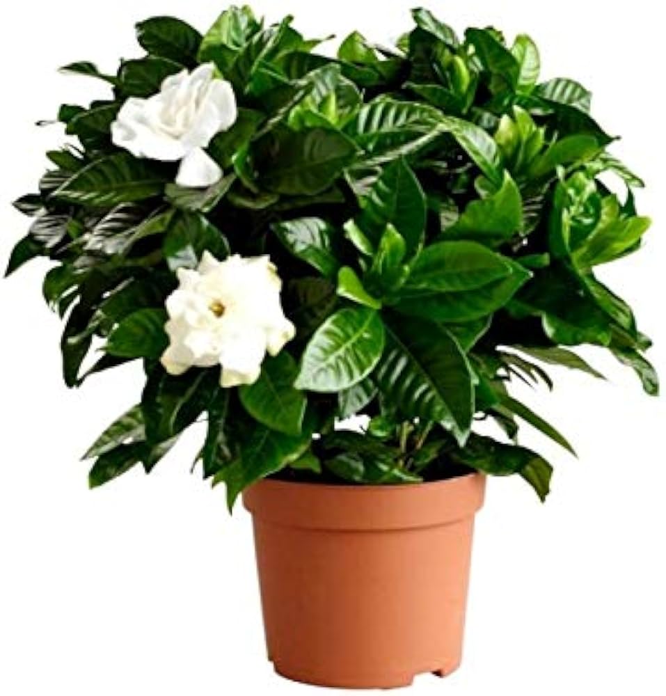 Raaj Tagar Plant | Double Petal Gardenia | Premium White Fragrant Flower — photo 3