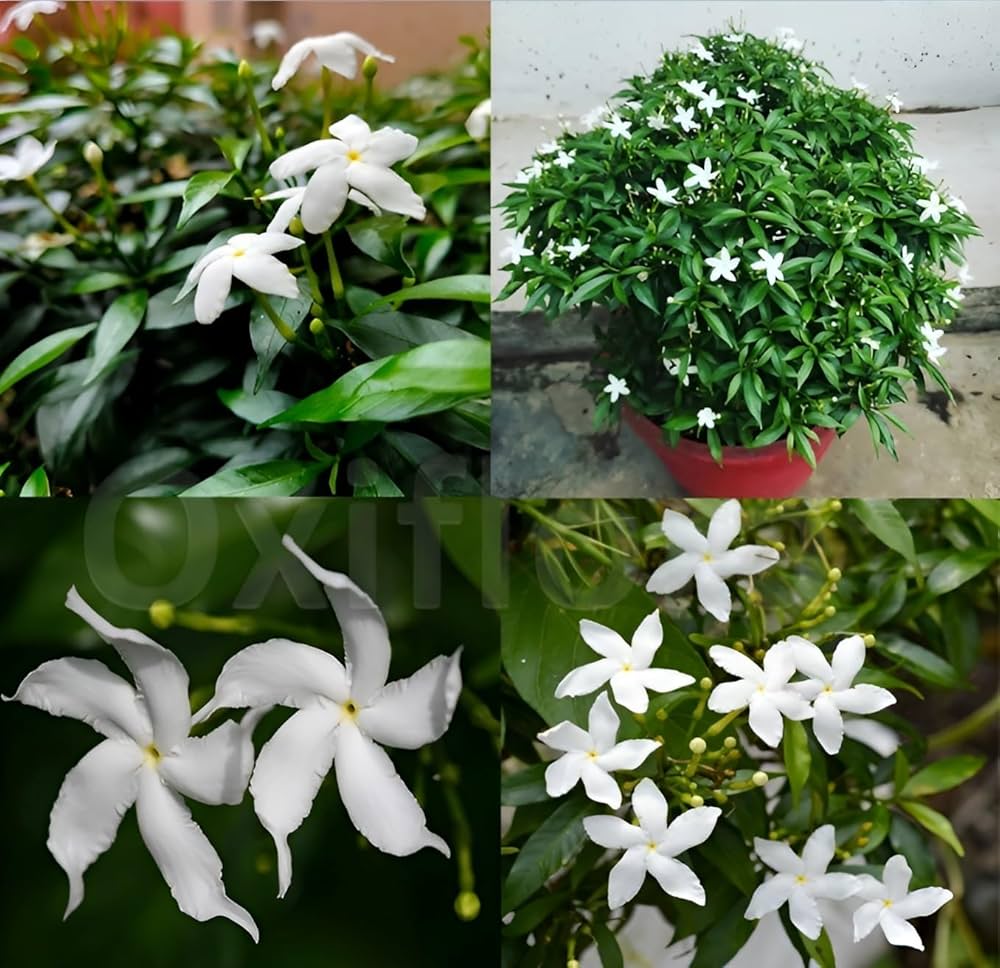 Plastic Tagar Plant | Pinwheel White Crape Jasmine | Evergreen Flowering Plant