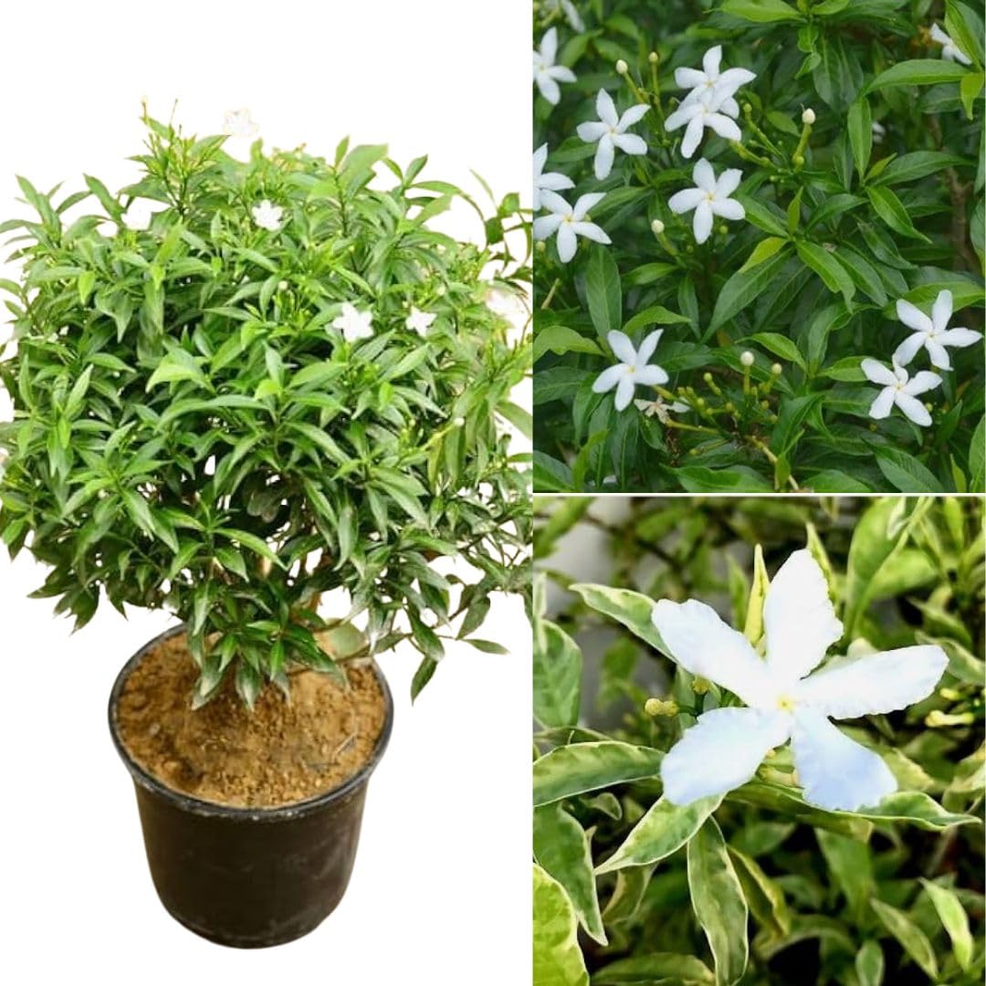 Plastic Tagar Plant | Pinwheel White Crape Jasmine | Evergreen Flowering Plant — photo 2