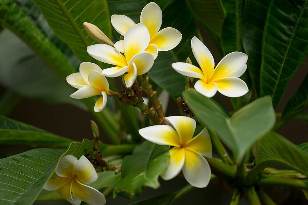 Kath Tagar Plant | White – Yellow Frangipani | Plumeria Flowering Tree