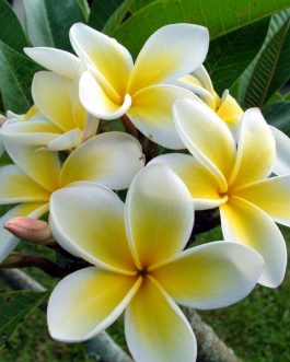Kath Tagar Plant | White – Yellow Frangipani | Plumeria Flowering Tree — photo 2