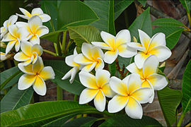 Kath Tagar Plant | White – Yellow Frangipani | Plumeria Flowering Tree — photo 3
