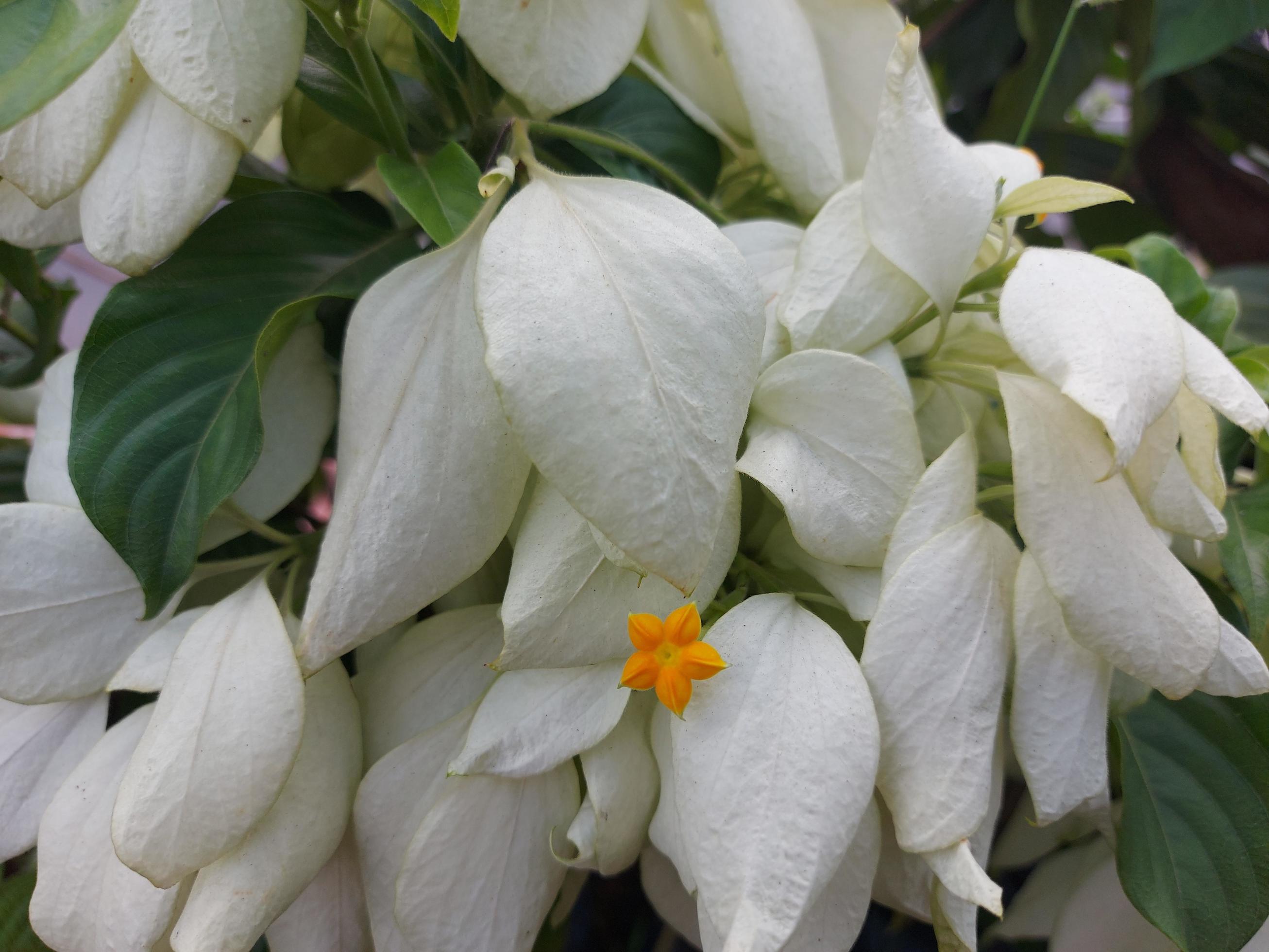 White Mussaenda Plant | Creamy-White Bangkok Rose | Ornamental Garden Shrub