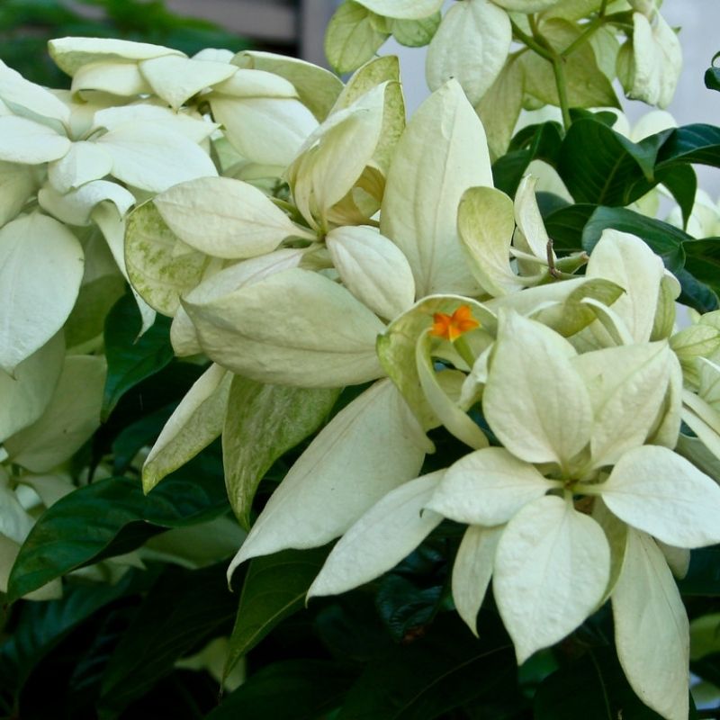 White Mussaenda Plant | Creamy-White Bangkok Rose | Ornamental Garden Shrub — photo 2
