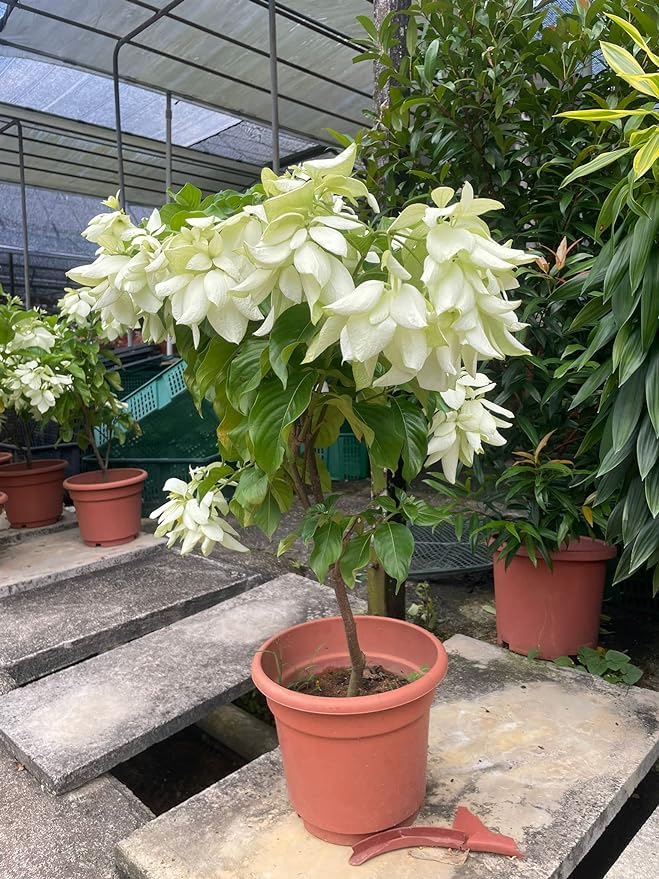 White Mussaenda Plant | Creamy-White Bangkok Rose | Ornamental Garden Shrub — photo 3