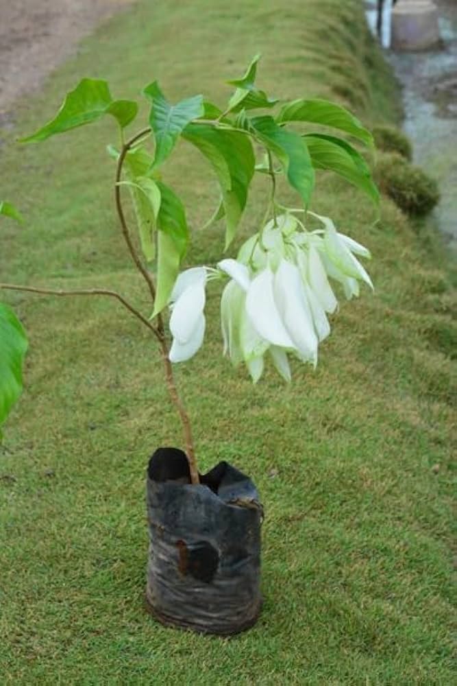 White Mussaenda Plant | Creamy-White Bangkok Rose | Ornamental Garden Shrub — photo 4
