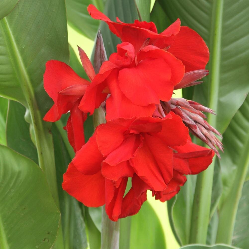 Dwarf Red Canna Lily | Scarlet Red Canna Flower Plant