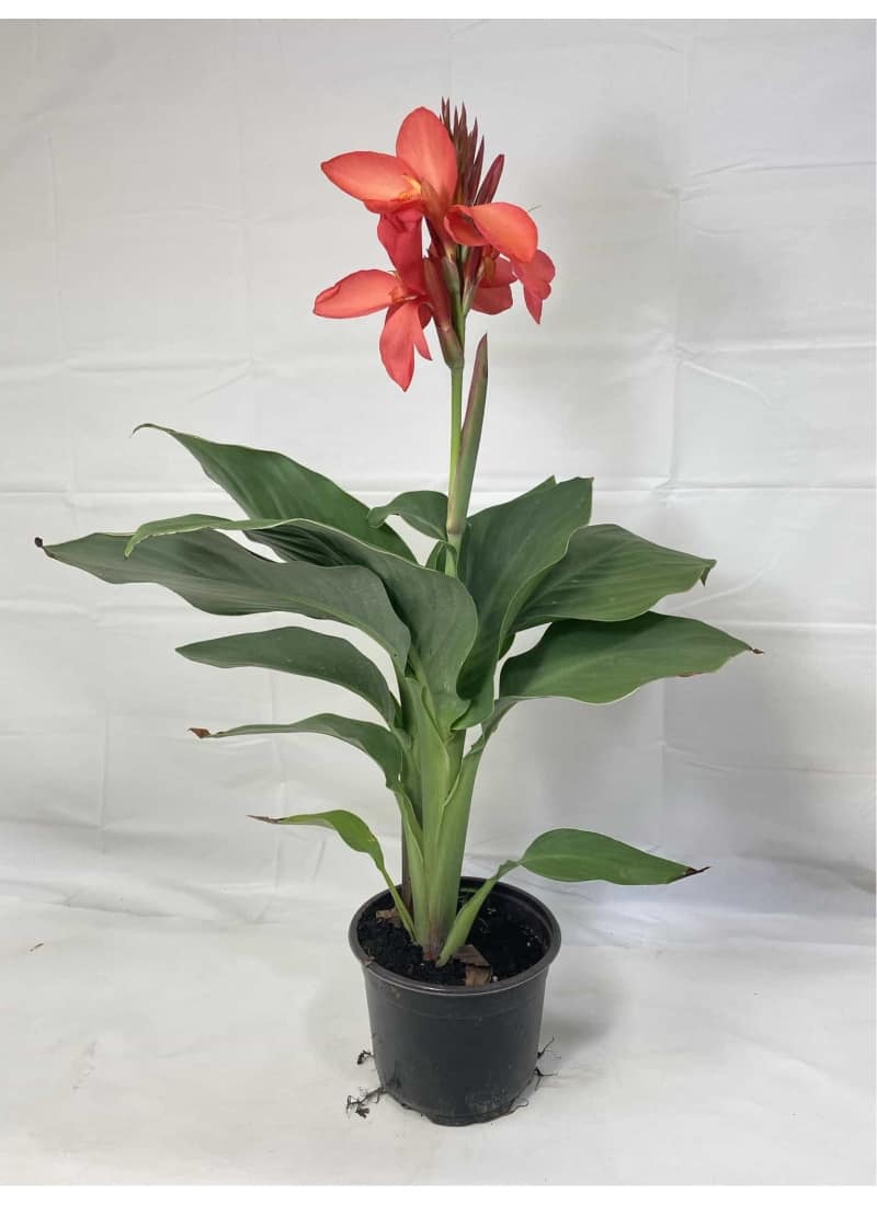 Dwarf Red Canna Lily | Scarlet Red Canna Flower Plant — photo 2