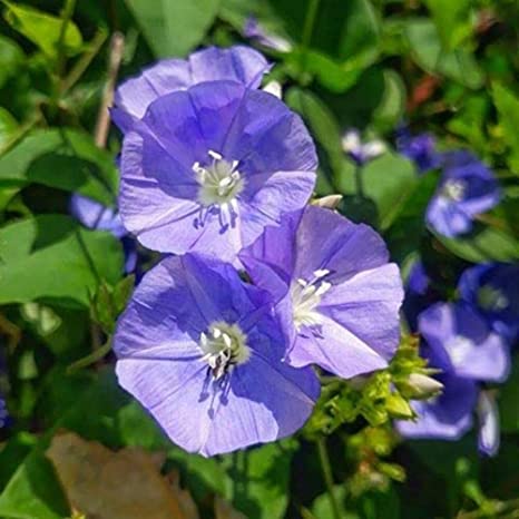 Jacquemontia Flower Plant | Sky Blue Cluster Vine | Ornamental Climber