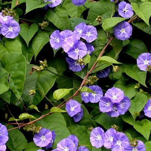 Jacquemontia Flower Plant | Sky Blue Cluster Vine | Ornamental Climber — photo 2