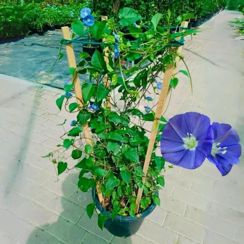 Jacquemontia Flower Plant | Sky Blue Cluster Vine | Ornamental Climber — photo 3