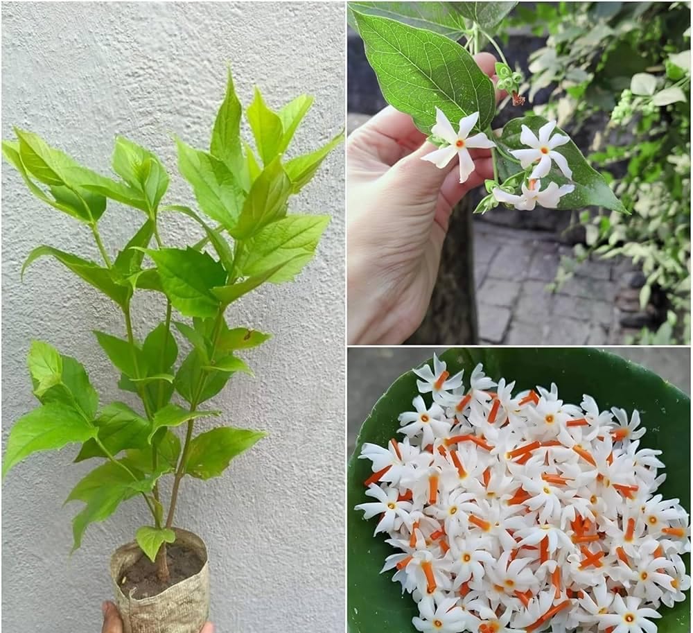 Coral Jasmine Plant | Parijat Flower | Night Blooming Sacred Plant
