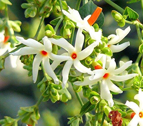 Coral Jasmine Plant | Parijat Flower | Night Blooming Sacred Plant — photo 2