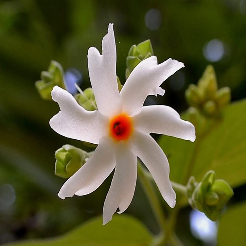 Coral Jasmine Plant | Parijat Flower | Night Blooming Sacred Plant — photo 3