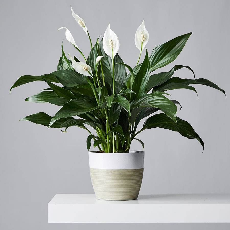 Peace Lily Plant | Air Purifying Indoor Flower Plant | Spathiphyllum
