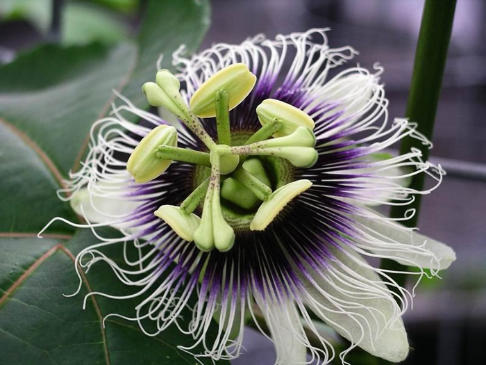 Purple Passion Flower Plant | Exotic Passiflora Vine | Ornamental Climber