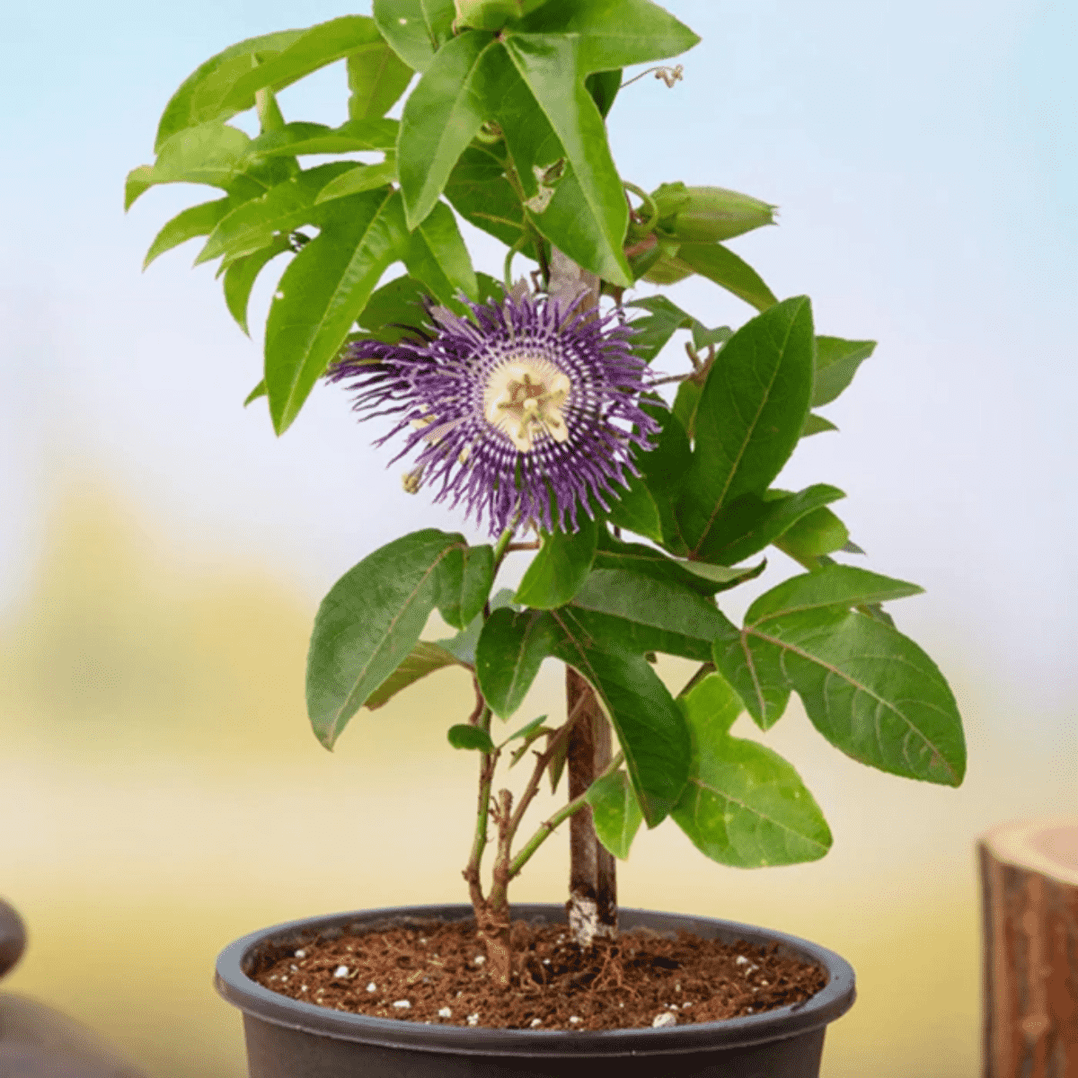 Purple Passion Flower Plant | Exotic Passiflora Vine | Ornamental Climber — photo 2