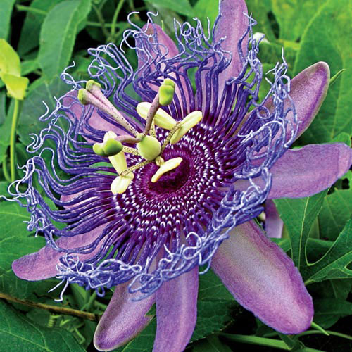 Purple Passion Flower Plant | Exotic Passiflora Vine | Ornamental Climber — photo 3