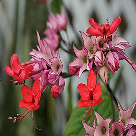 Red Bleeding Heart Vine | Clerodendrum Thomsoniae Hybrid | Ornamental Flowering Climber