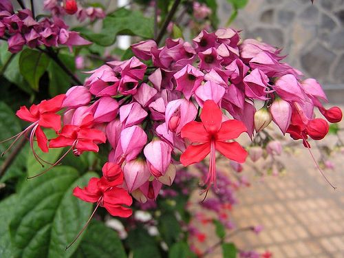 Red Bleeding Heart Vine | Clerodendrum Thomsoniae Hybrid | Ornamental Flowering Climber — photo 2