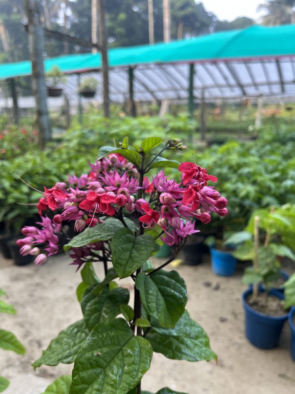 Red Bleeding Heart Vine | Clerodendrum Thomsoniae Hybrid | Ornamental Flowering Climber — photo 3