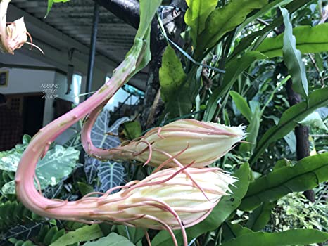 Brahma Kamal Plant | Night Blooming Queen of the Night | Sacred White Flower