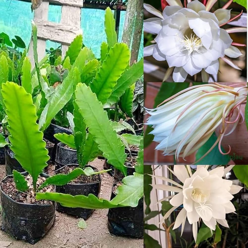 Brahma Kamal Plant | Night Blooming Queen of the Night | Sacred White Flower — photo 2