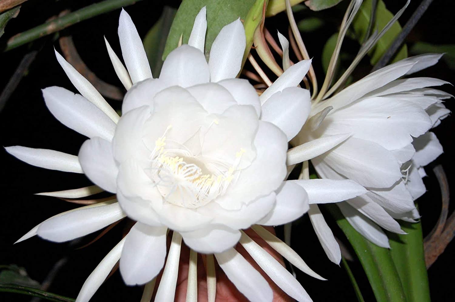 Brahma Kamal Plant | Night Blooming Queen of the Night | Sacred White Flower — photo 3