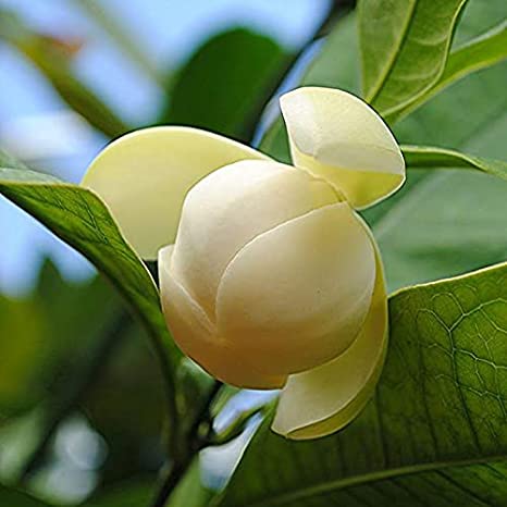 Magnolia Dwarf Coco | Creamy White Fragrant Plant | Premium Ornamental Shrub